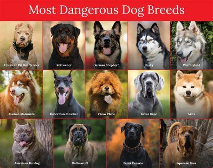 14 Scary Looking Dog Breeds That'll Make Criminals Think Twice