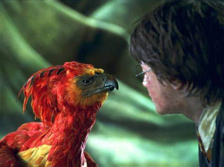 32 thoughts Fawkes might have had during Chamber of Secrets Wizarding