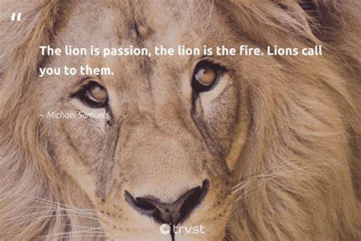 70+ powerful strong lion quotes and sayings to inspire you ·