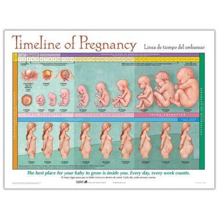 A Timeline Of Her Pregnancy