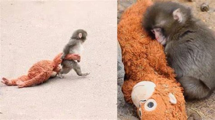 Abandoned baby monkey clings to teddy as she's nursed back to health