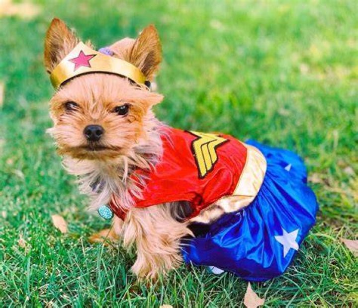 Adorable Tiny Dog Costumes: The Perfect Fit For Your Furry Friend
