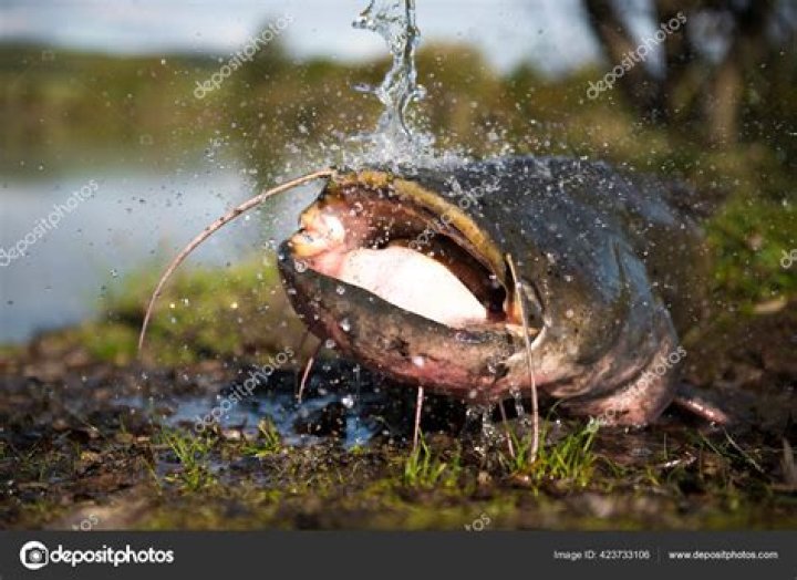 Albums 93+ Wallpaper Catfish The Tv Show 2017 Sharp 10/2023
