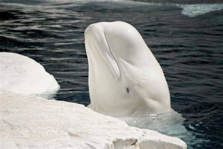 All About Beluga Whales: The White Wonder Of The Arctic