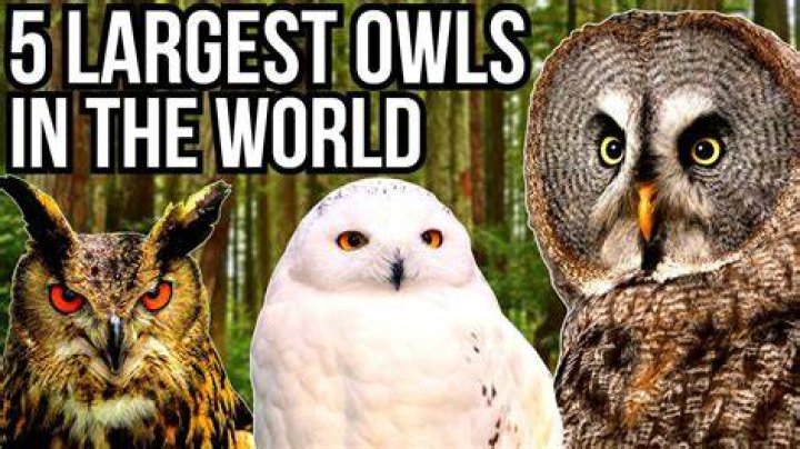 All About The Largest Owl In The World
