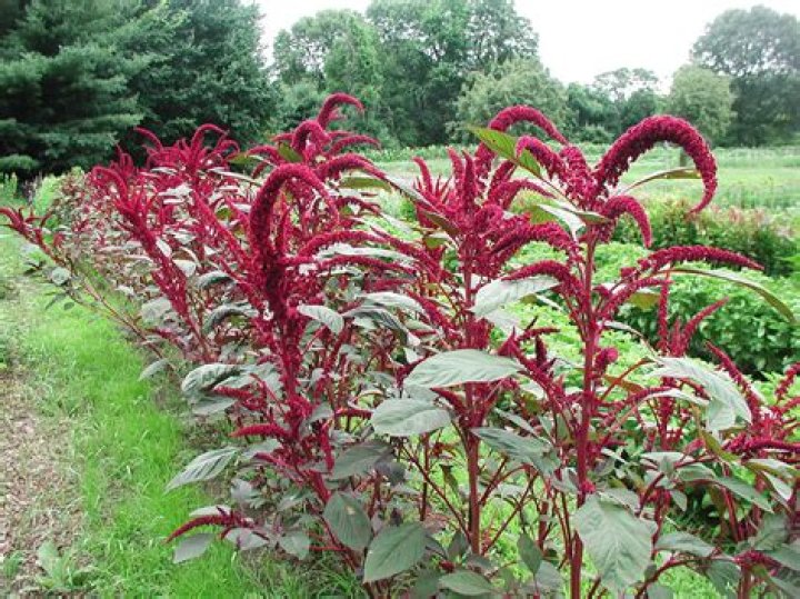 &ldquo;Amaranth&rdquo; And 30+ Other Weird Color Names Thought Catalog