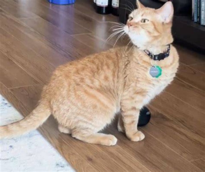 An Unforgettable Journey With Nikki Catso: The Feline Adventure