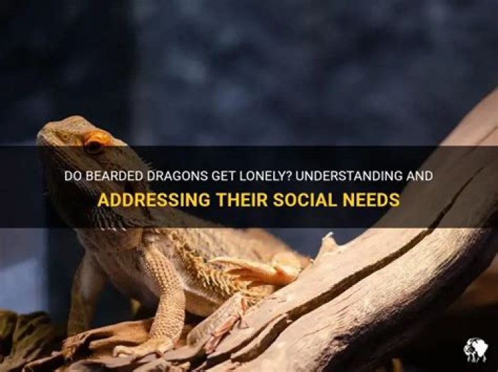 Are Bearded Dragons Social? Discover Their Social Behavior