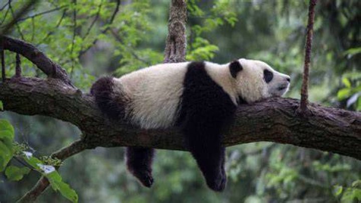 Are Pandas The Dumbest Animals