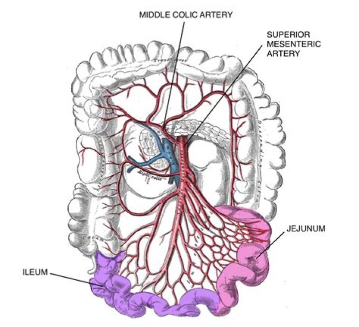 Arteries of the Small Intestine (preview) Human Anatomy Kenhub