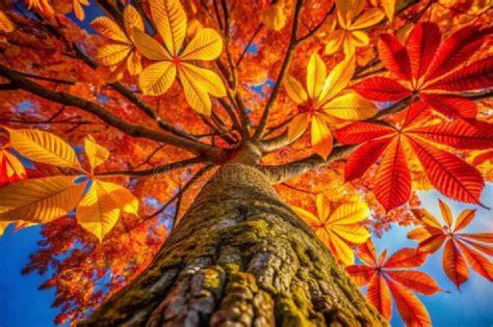 Autumn Splendor: The Beauty Of Autumn Heights
