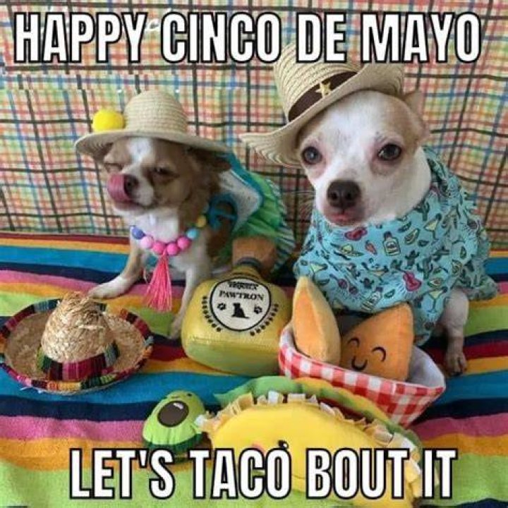 Best Cinco De Mayo Memes That Will Make You LOL