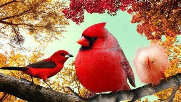 Birds beauty YouTube