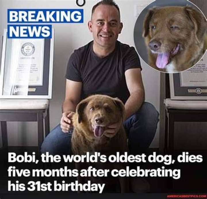 Celebrating Bobi, The World's Oldest Dog, On His Remarkable Birthday
