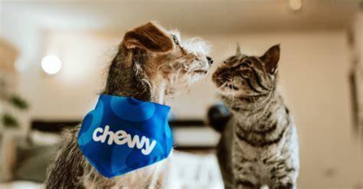 Chewy Website Stock Photos Free & RoyaltyFree Stock Photos from