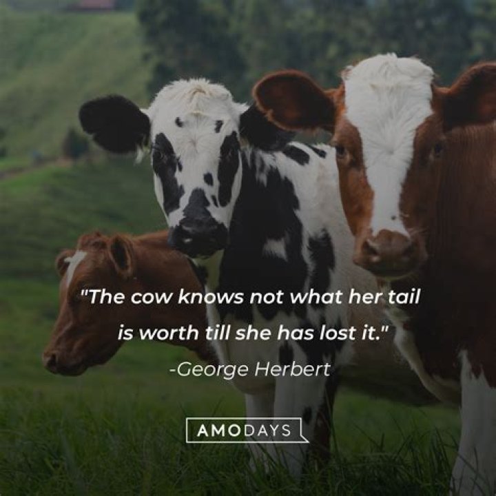 Cow Quotes And Sayings