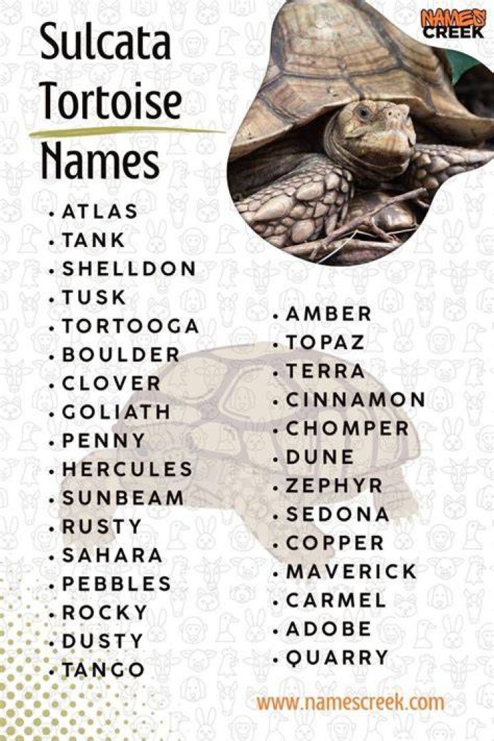Creative Tortoise Names: A Comprehensive Guide
