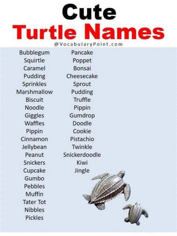 Creative Turtle Names For Your Girl
