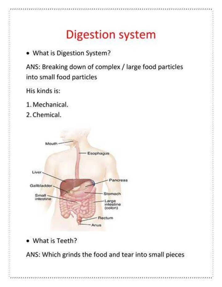 Digestive System2