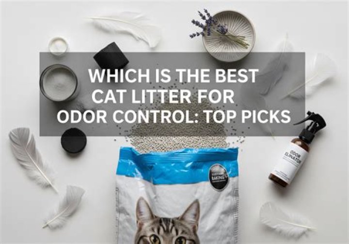Discover The Best Cat Litter: Your Guide To Odor Control And Feline Comfort