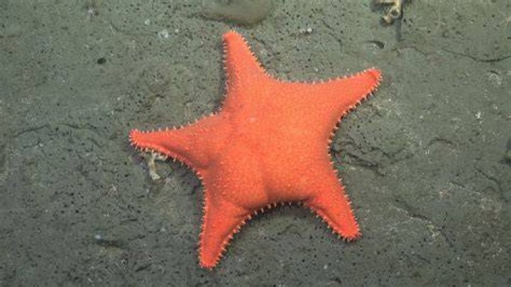 Discover The Family Behind The Star