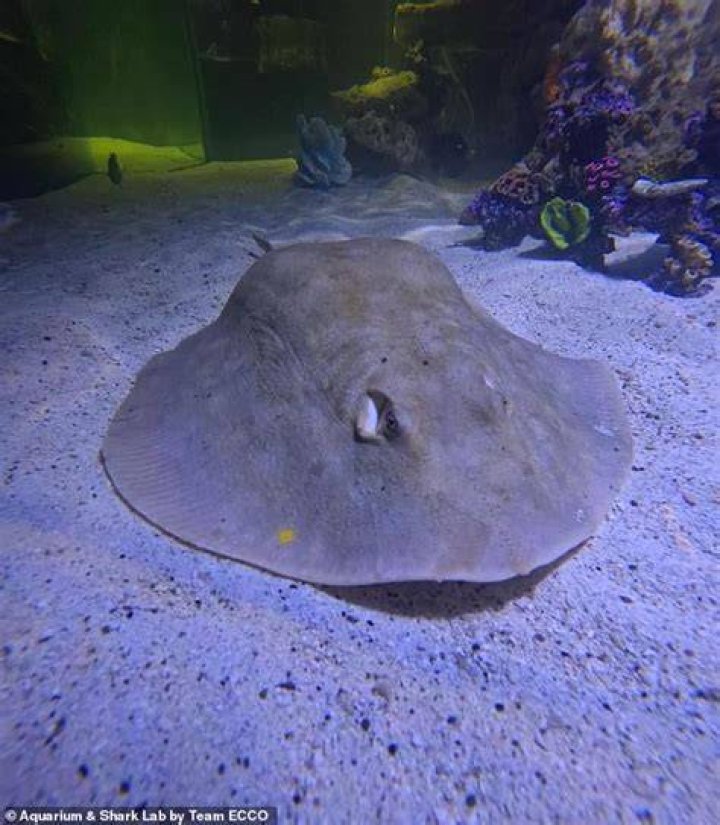 Discover The Latest On Charlotte The Stingray: An Update!
