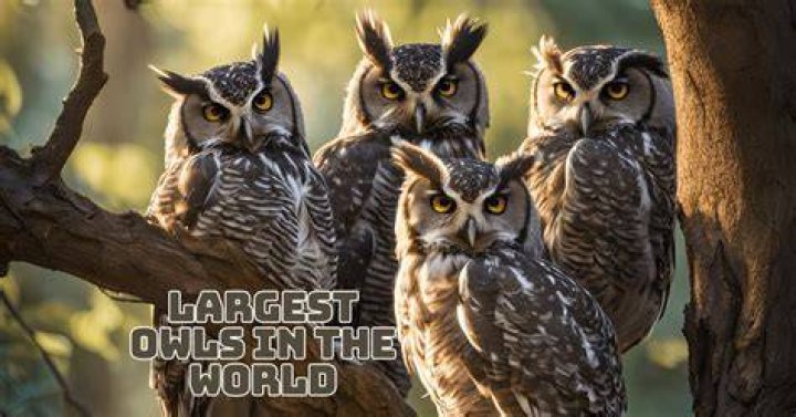 Discover The Majestic Largest Owls: Unraveling The Secrets Of Nature's Giants