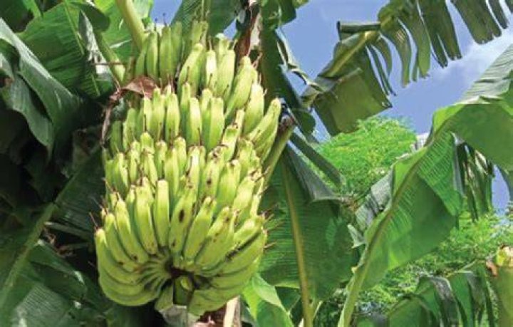 Discover The Sweet And Sustainable World Of Bonnie Bella Bananas