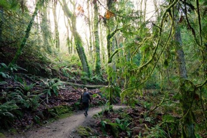 Discover The Thrilling History Of The Bellingham Nation