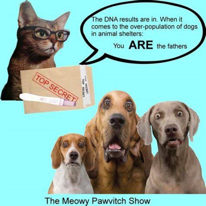 Discoveries And Insights With SPCA Vineland, NJ
