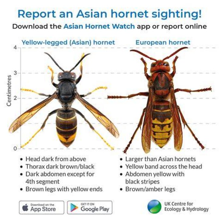 Discoveries In Asian Giant Hornet Photographic Memory