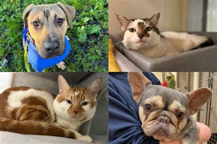 Dogs & cats available for adoption at SPCA in Vineland