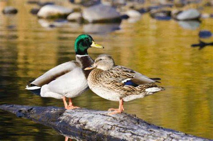 Duck Pair Names