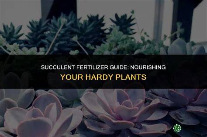 Essential Pineapple Fertilizer: A Guide To Nourishing Your Plants