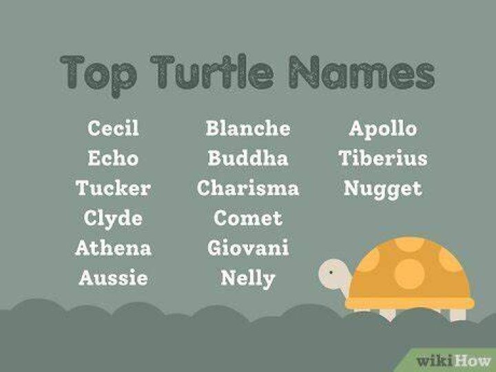 Exclusive Girl Turtle Names: Unleash Your Creativity