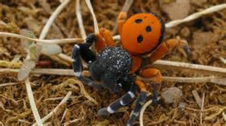 Exploring The Impact Of Falls On Spiders
