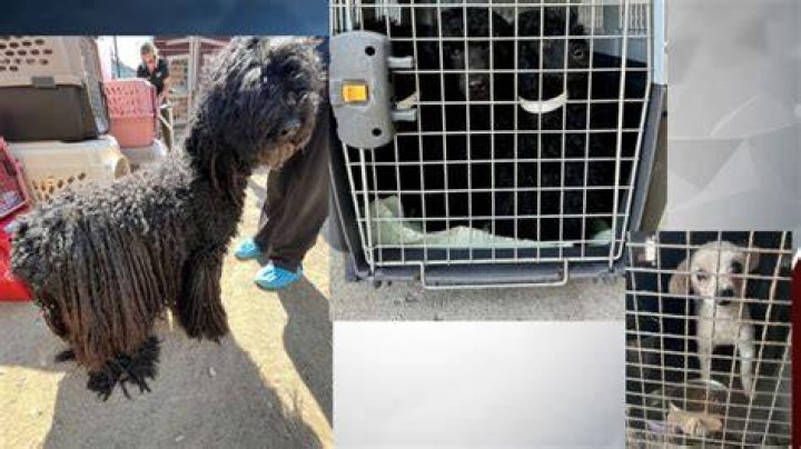 First rescued poodles up for adoption at Multnomah County Animal