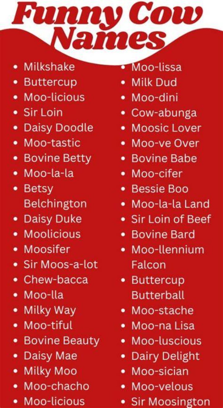 Funny Names For A Cow Cows funny, Funny names, Funny cow names
