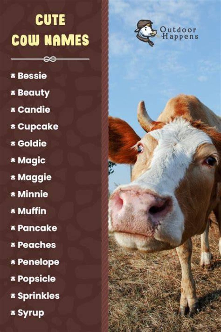 Funny Names For Cows