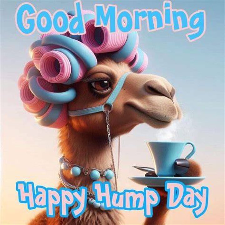 Good Morning Hump Day Meme