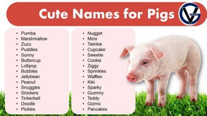 Good Pig Names