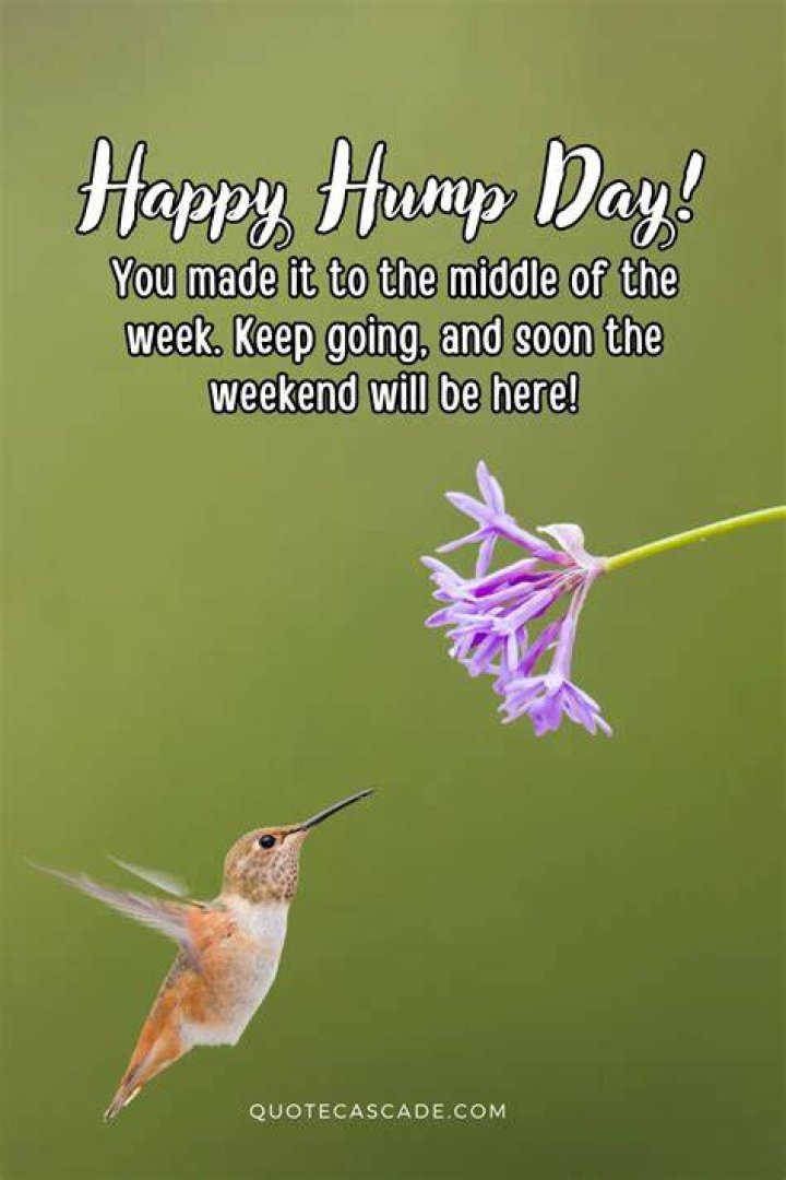 Happy Hump Day Pictures And Quotes
