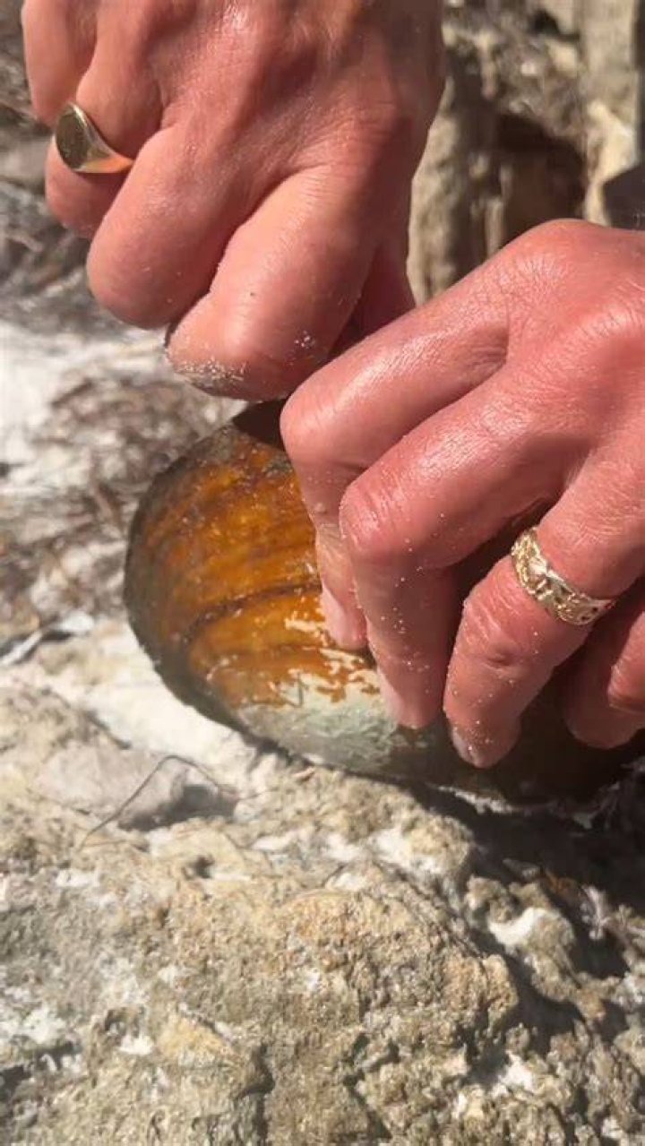 He found a shell that looks like... YouTube