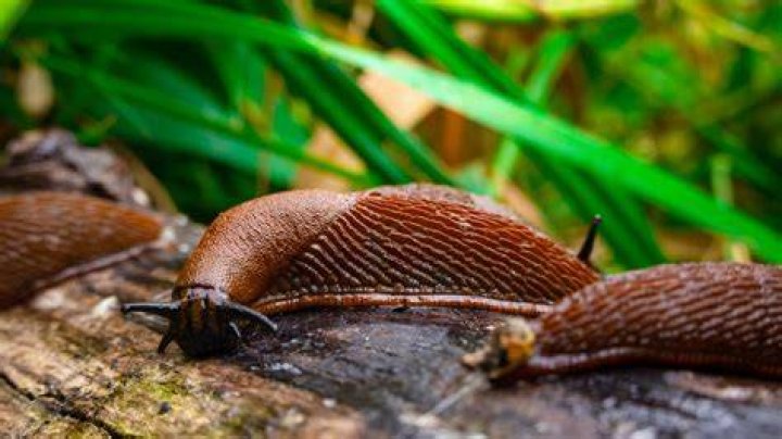 How A Brigade Of Slugs Saved Lives In WWI