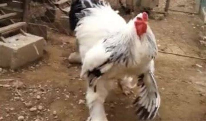 How Big Is The Giant Chicken? This Monster Bird Is An Internet Phenomenon