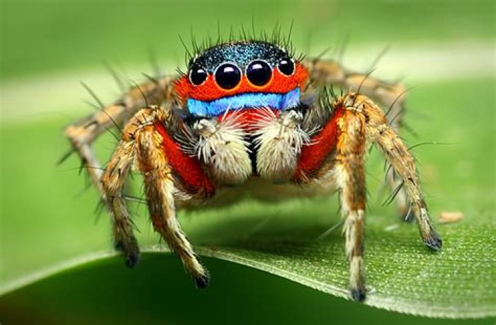 How Do Jumping Spiders Jump?