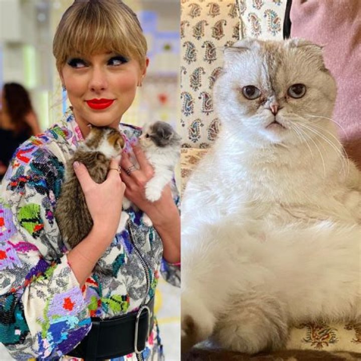 How Taylor Swift's Cats' Names Define Her Brand And Values