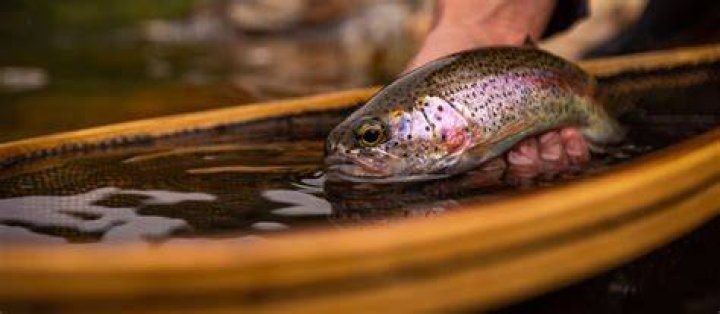 How To Catch Trout Like A Pro