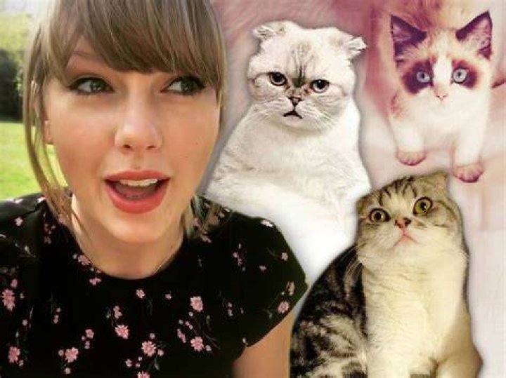 How To Choose The Purr-fect Taylor Swift Cat Name