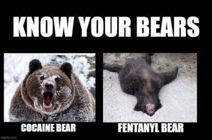 [Image 90724] Cocaine Bear Know Your Meme